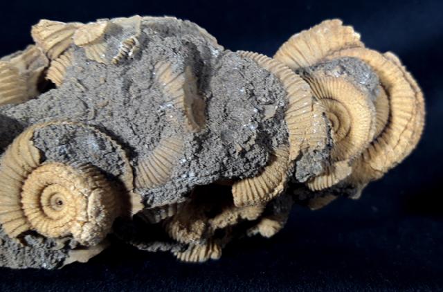 Dactylioceras athleticum (SIMPSON 1855) - Bild &copy; FossNet FossilienStore